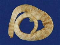 藏品(飯島氏海蛇)的圖片